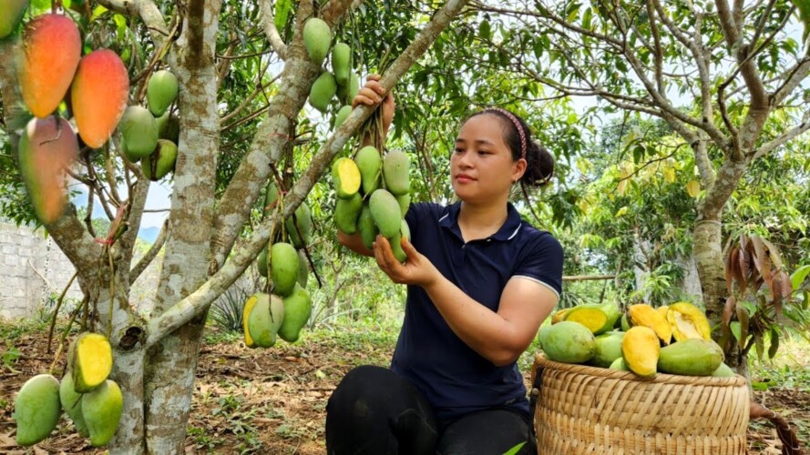 Harvest Green Mango Garden goes market sell - Gardening & Planting Beans - Lý Thị Ca