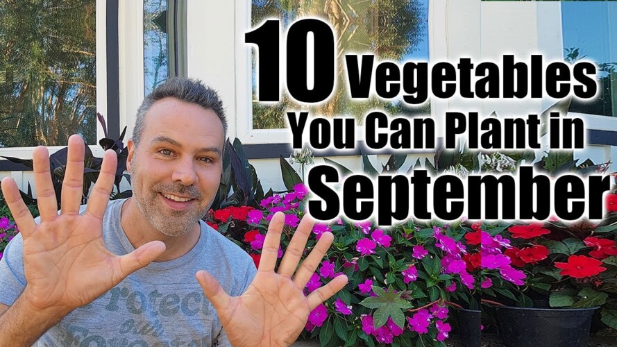 10 Vegetables to plant in September? IN ANY CLIMATE!