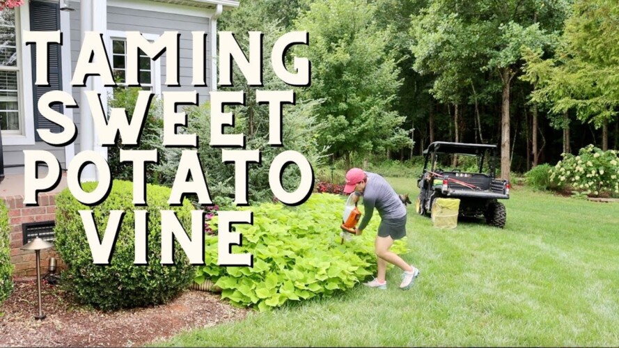 Taming Sweet Potato Vine & Other Chores | Gardening with Creekside