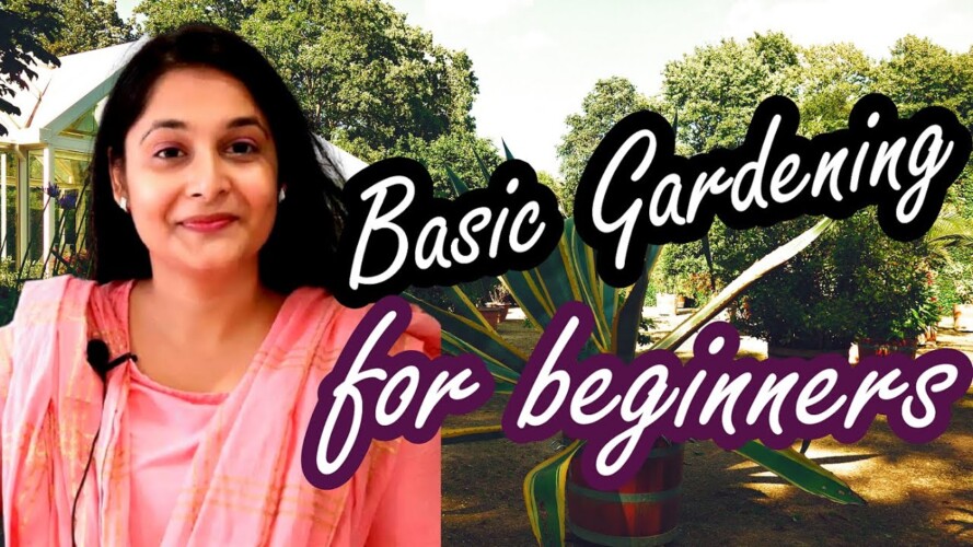 Gardening Basic Tips 01/ How to start gardening/ Choose right plants for your house #beginner #plant