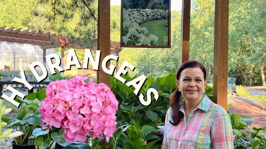 Hydrangea Highlights | New Nursery Special | Gardening with Creekside