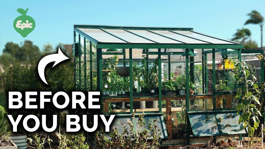 What I Wish I Knew BEFORE I Got A Greenhouse