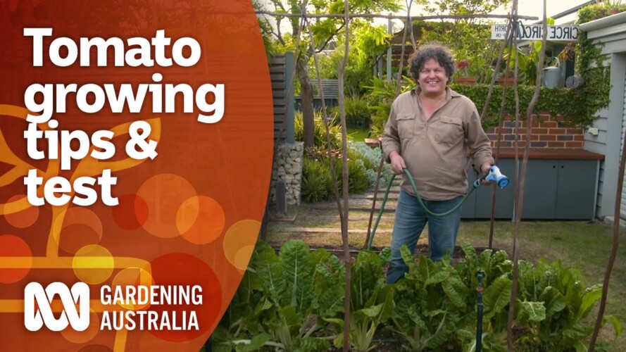 Tomato growing tips and testing your tomato knowledge | Gardening 101 | Gardening Australia