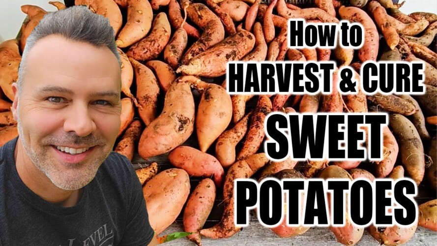 When & How to Harvest + How to Cure Sweet Potatoes