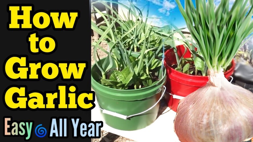 How to Grow Garlic All Year - Container Gardening, Small Space Garden,  Beginners Guide Growing Tips