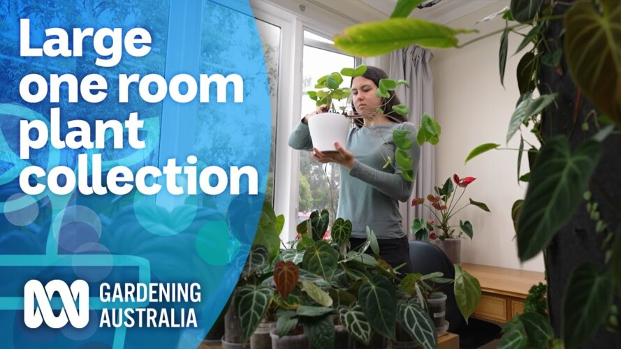 A teenager's impressive indoor plant collection | My Garden Path | Gardening Australia