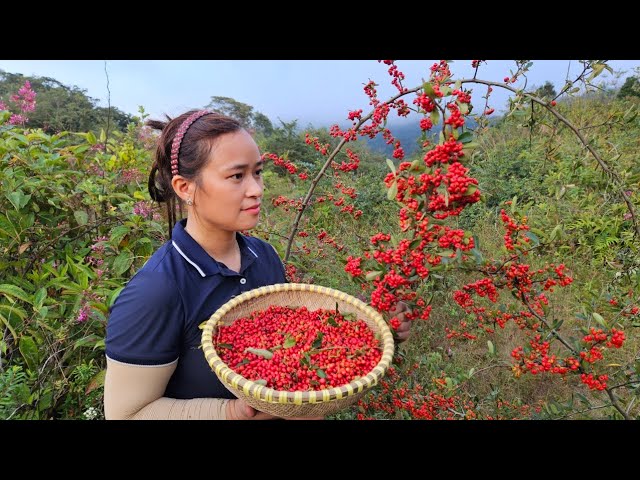 Harvesting Hawthorn Bring To Soak In Wine - Gardening - Live With Nature