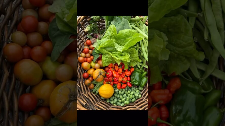 October Harvest #gardening #autumnharvest #garden #harvesttime #gardenharvest #growfood #harvesting