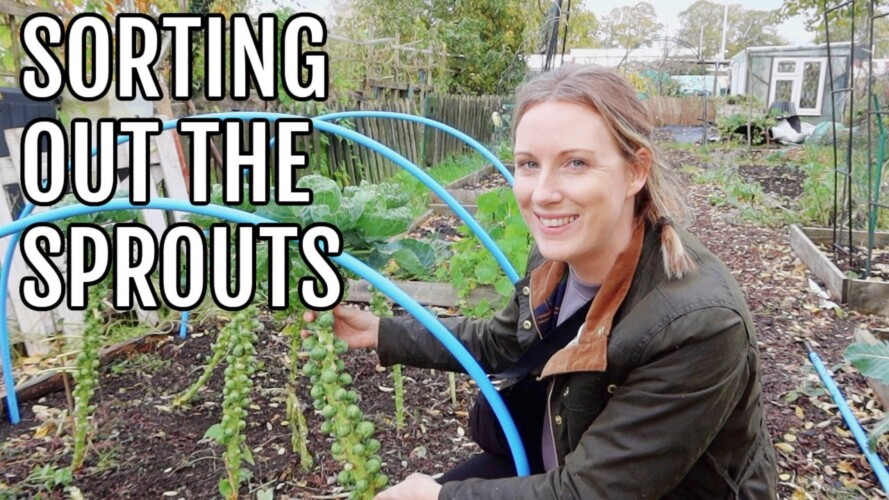 SORTING OUT THE SPROUTS / ALLOTMENT GARDENING FOR BEGINNERS