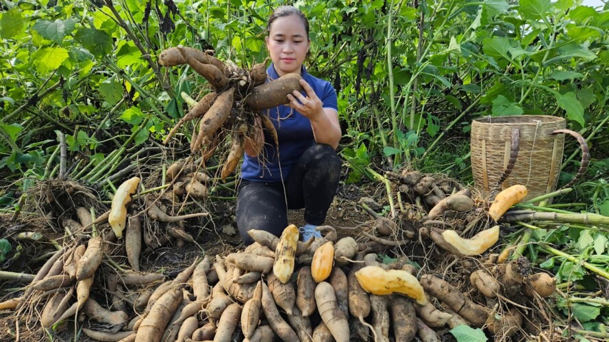 Harvesting Ginseng Root Goes to market sell - Gardening, Puppy.