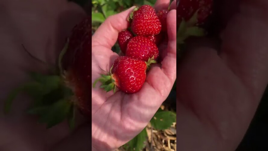 June harvest #gardenharvest #harvesttime #gardening #harvest #growfood #strawberryharvest