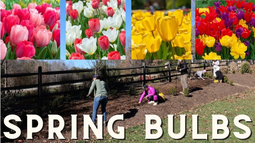 It Will Be A GORGEOUS Spring: Planting Spring Bulbs