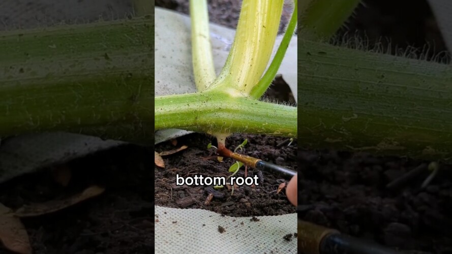 Giant Pumpkin plants now have names (temporarily) 🎃🌱  #asmr #gardening #vegetables #giantpumpkin