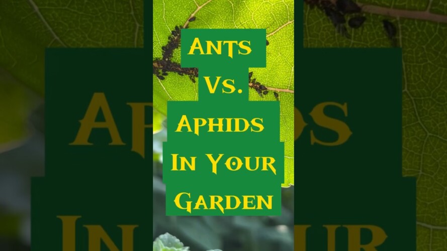 This Will Blow Your Mind!!! The Secret Intelligence Of Ants #gardening #gardeninglovers #garden