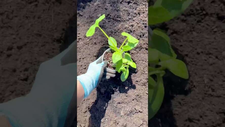 East cost gardening is hard 😅🌱 #gardening #eastcoast #plants #bentonoods #fyp