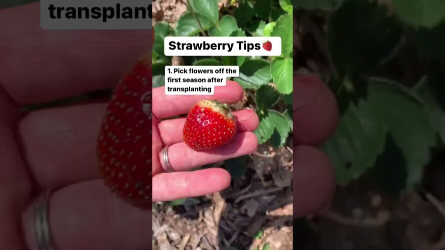 3 Tips for Growing Strawberries! 🍓 Gardening Tips | Baker Hill Farm