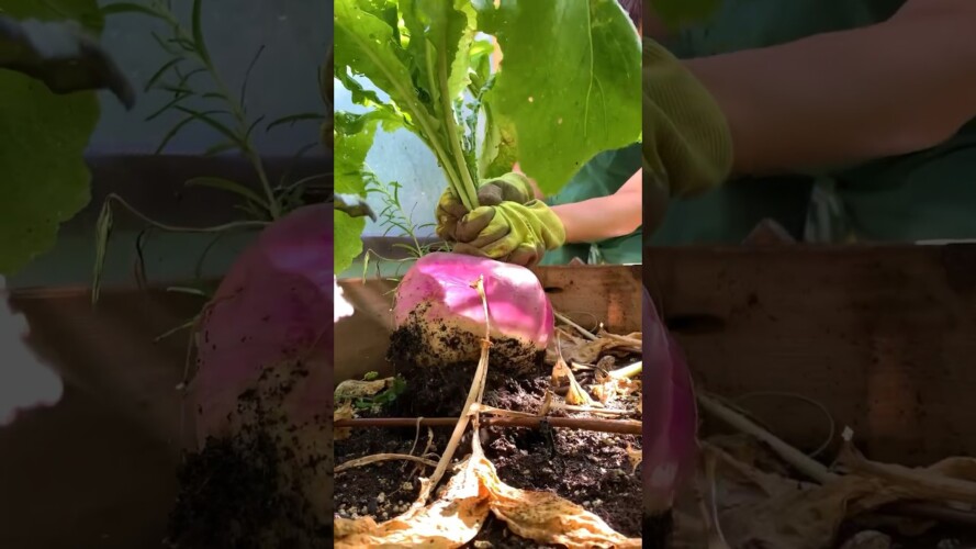 When you own your own grocery store! #gardening #giant #turnip