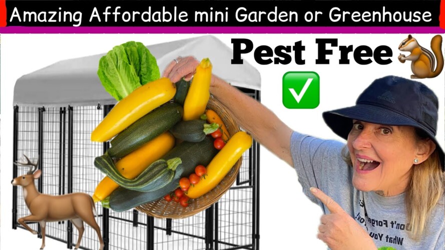 Small Space FOOD Garden Pest Free Vegetable Container Gardening for Beginners EASY Plant Protection