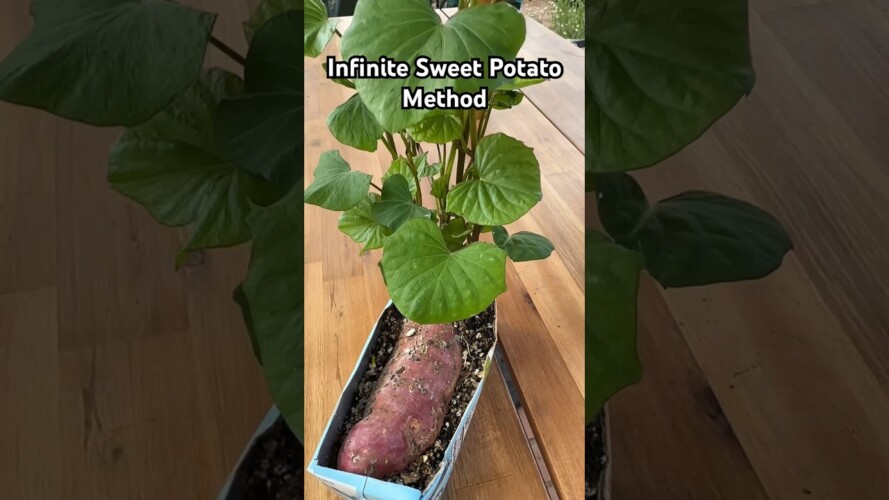 Infinite Sweet Potato Method #gardening