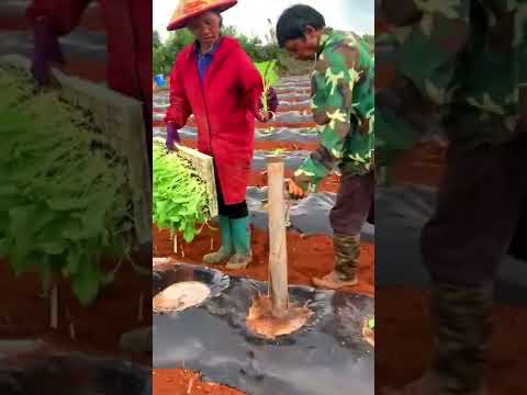 Great creative in gardening and agriculture