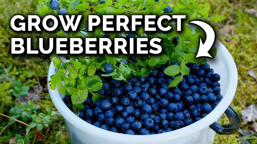 Grow Blueberries In Containers the RIGHT Way!