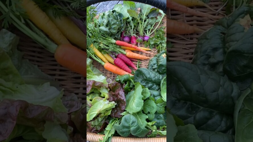 Last #harvesttime of the year #gardenharvest #gardening #harvest #garden #harvesting #growfood