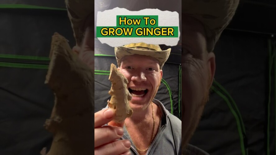 Grow An ENDLESS SUPPLY of GINGER from Store Bought Ginger #gardening #growyourownfood