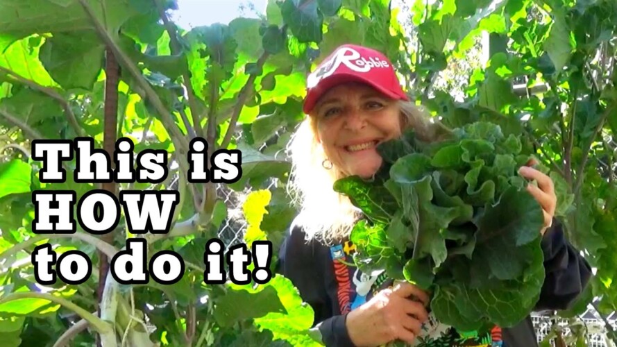 ￼ How to Grow Collard for GIANT Winter Harvest Container Gardening Brassicas broccoli, kale all Year