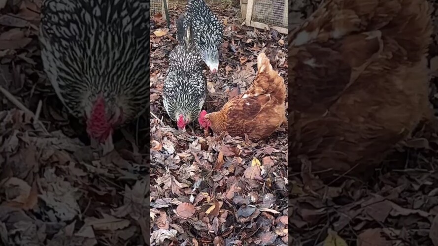 How to use FALL LEAVES #gardening #offgrid #gardenhacks #homestead #chickens #selfsufficiency