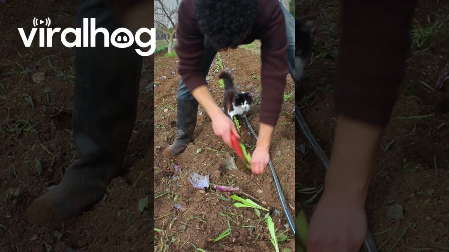 Cat Helps With Gardening || ViralHog