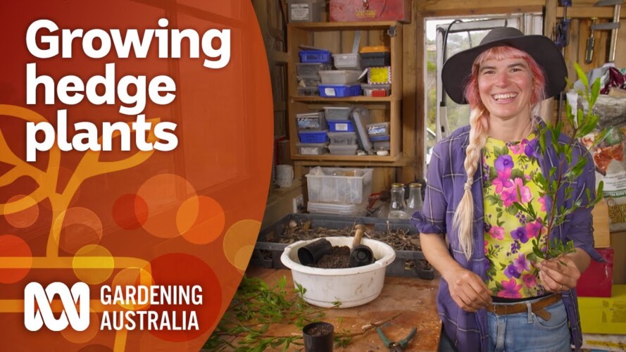 How to propagate hedge plants using existing plants | Gardening 101 | Gardening Australia
