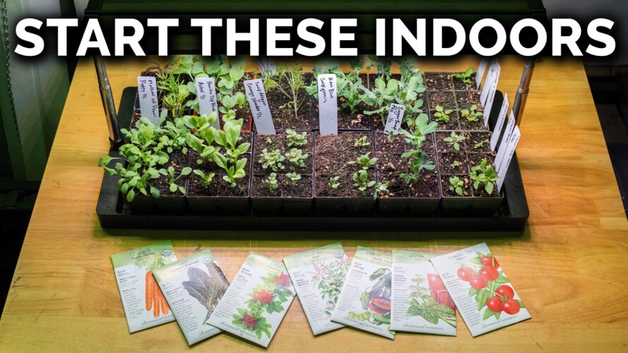 15 Plants You Can Start Indoors in February RIGHT NOW!