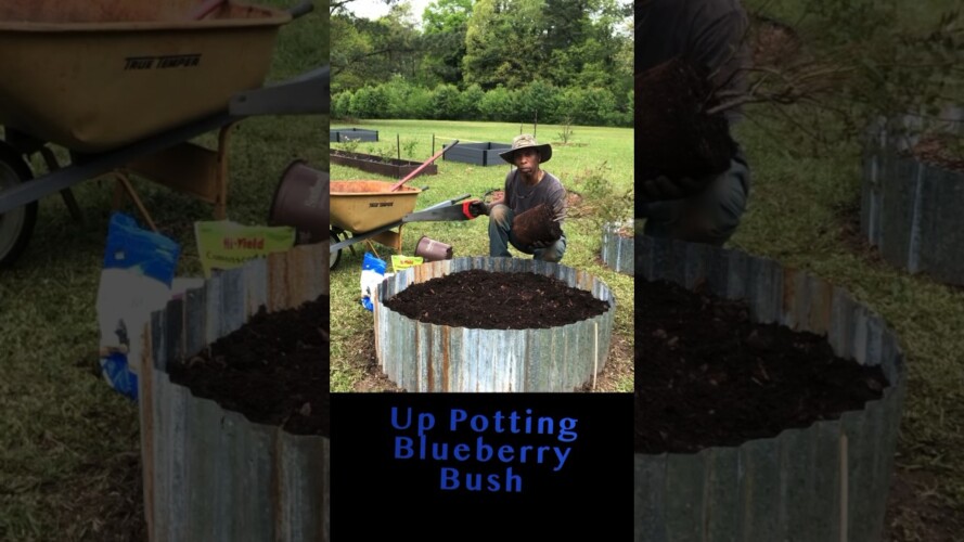 Up Potting Blueberry Bush #garden #gardening