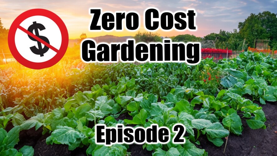 GARDEN from Scratch for FREE- ZERO COST Gardening- Episode 2