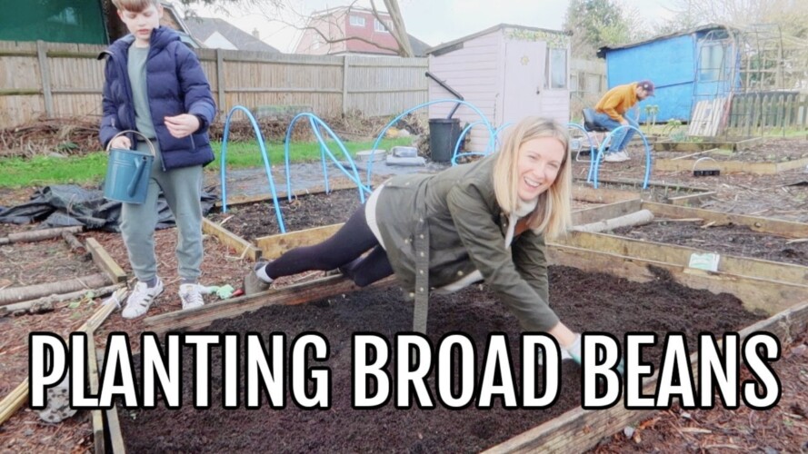 PLANTING BROAD BEANS / ALLOTMENT GARDENING FOR BEGINNERS