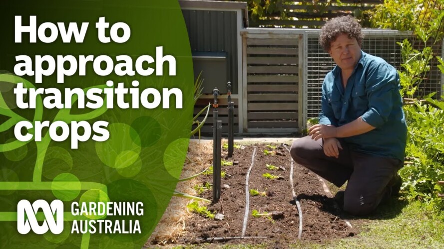 How to begin transitioning your summer crops | Gardening Hacks | Gardening Australia