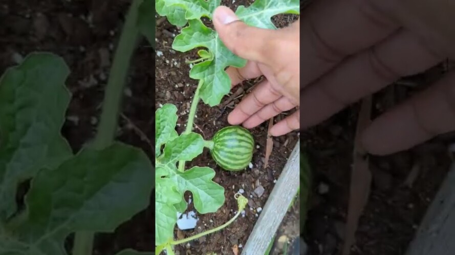 Simple quick tips for growing Watermelon | For Beginners | #watermelon #gardening #garden