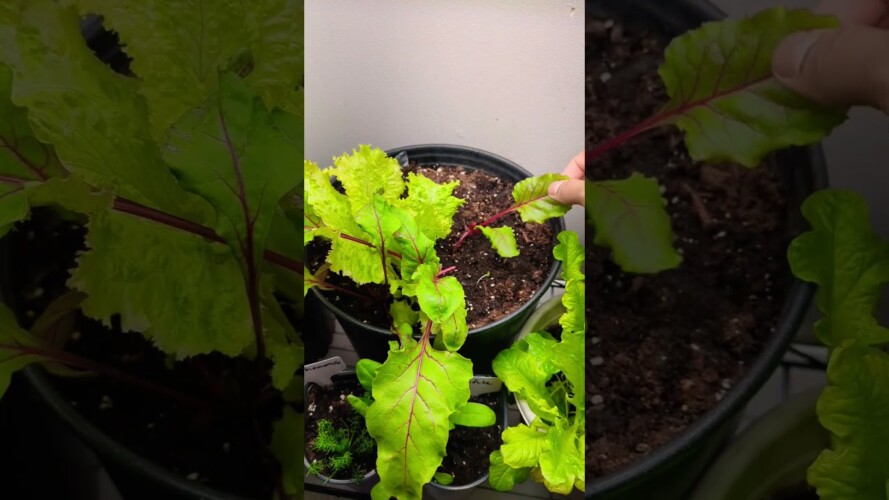 Growing Beets Indoors ! Quick tips For beginngers  ! #garden #gardening #indoorgarden