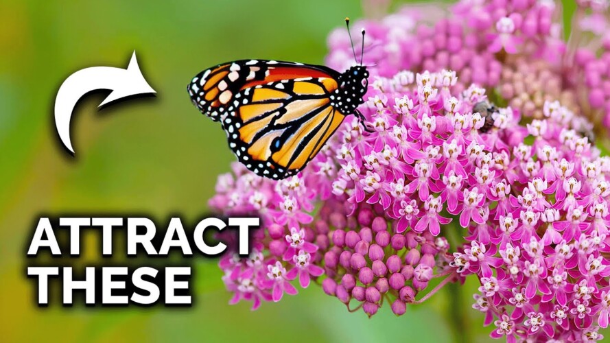 Get MORE Butterflies & Pollinators In Your Garden!