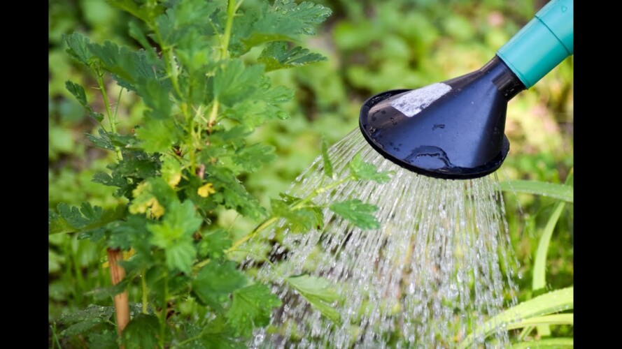 When To Water Your Vegetable Garden (Gardening Tip of the Day) #wateringplants #gardening