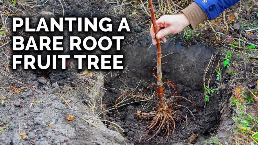 How to Plant a Bare Root Fruit Tree with @TomSpellman