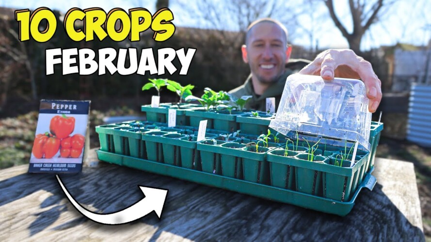 10 Crops you'd be Foolish Not to Plant in February