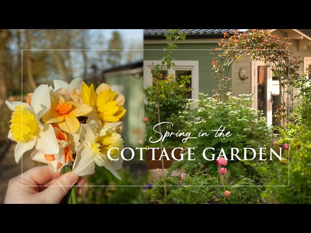 Spring Cottage Garden | Gardening tips | How to Prune Roses | Slow Living | Spring Garden Clean up