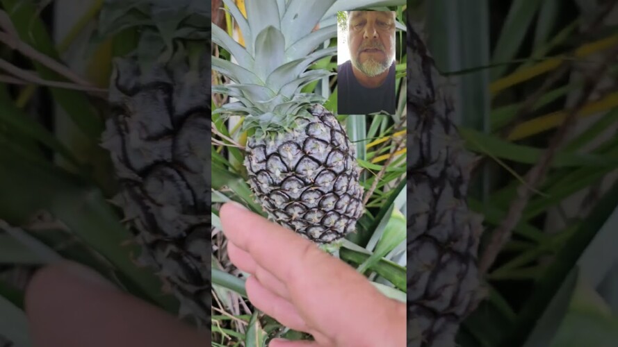 When to pick a pineapple? #garden #pineapple #gardening