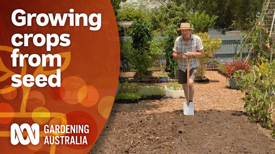 How to create the perfect seed bed for crop success | Gardening 101 | Gardening Australia