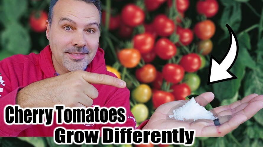Grow Cherry Tomatoes in a Container