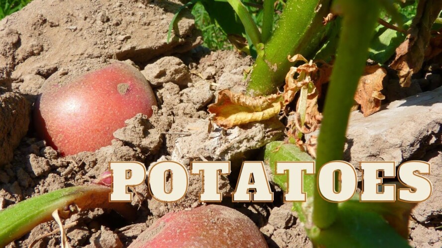 When to Harvest Potatoes 🥔 #potato #growingpotatoes #potatoharvesting #gardening