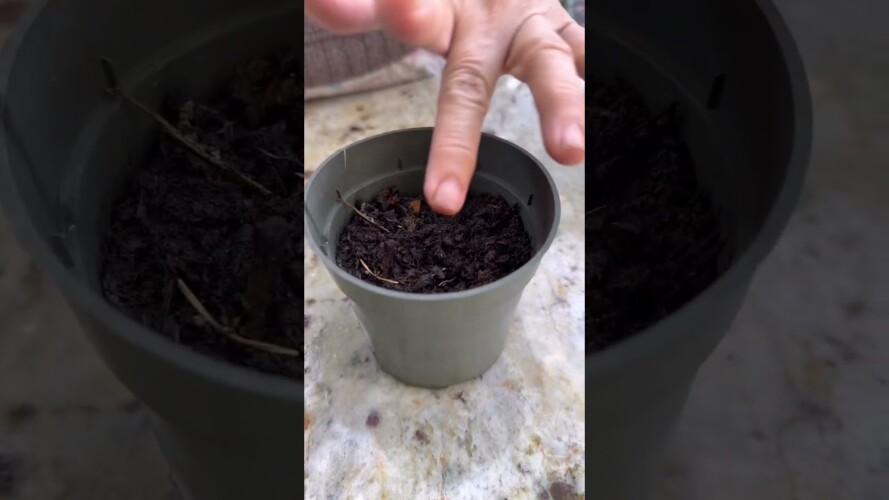 How to grow cabbage from seeds! 🌱 #cabbage #seeding #urbangardening #gardening #shorts
