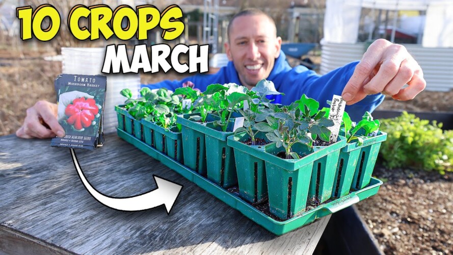 10 Crops you'd be Foolish Not to Plant in March