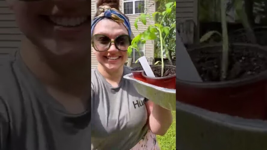Starting our first garden in our backyard day four! #shorts #gardening